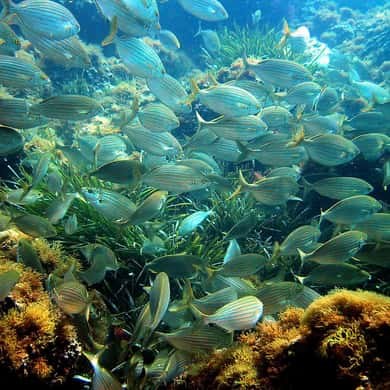 A shoal of small fish over seagrass in clear water